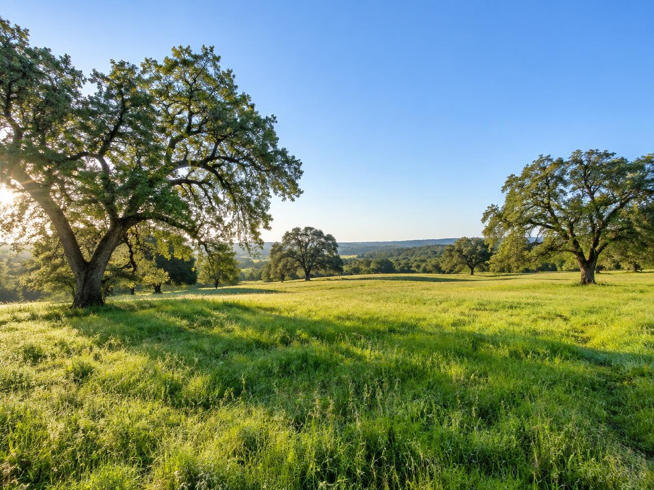 Open meadow land parcel with mature trees